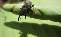 weevil_session4